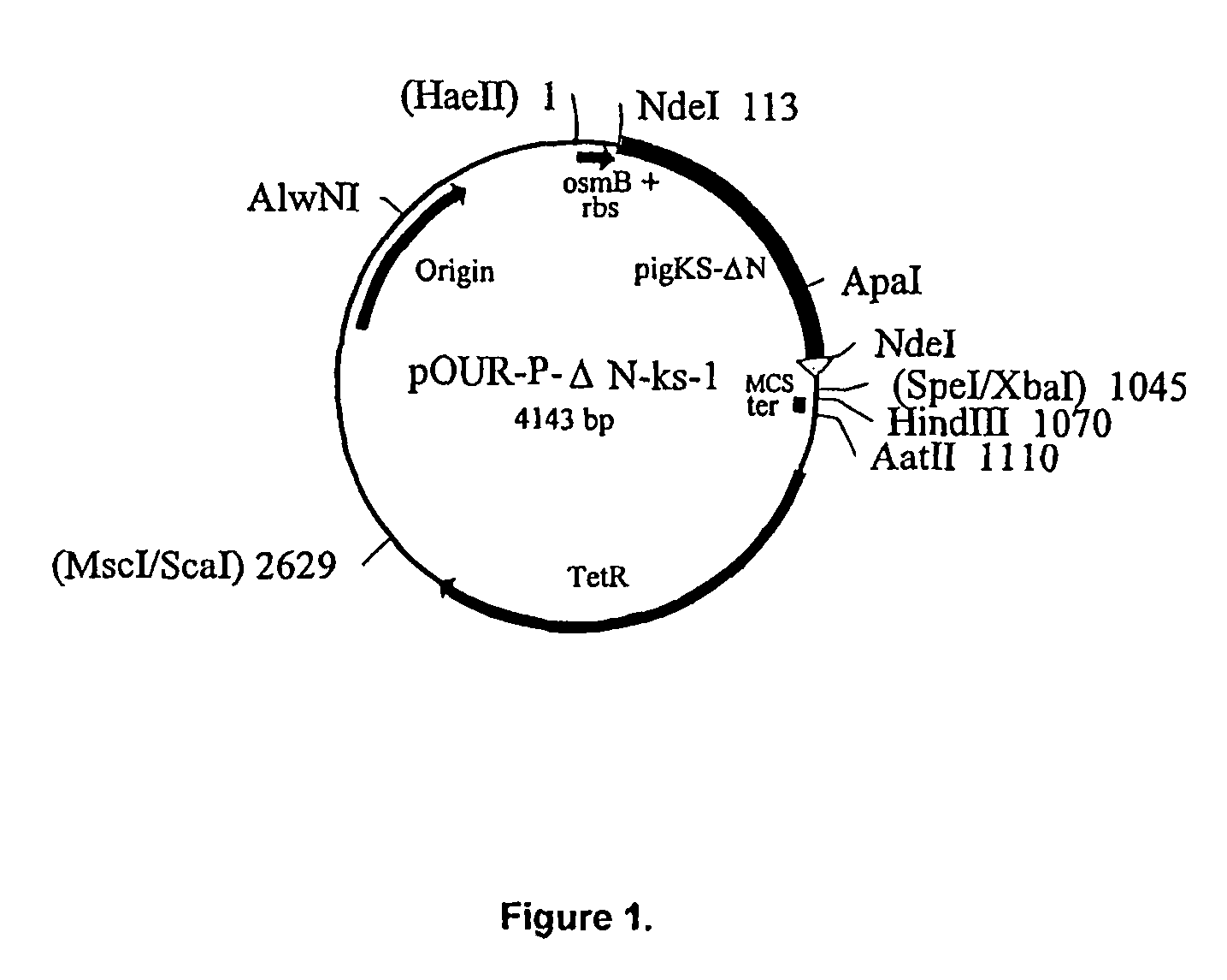 Variant form of urate oxidase and use thereof