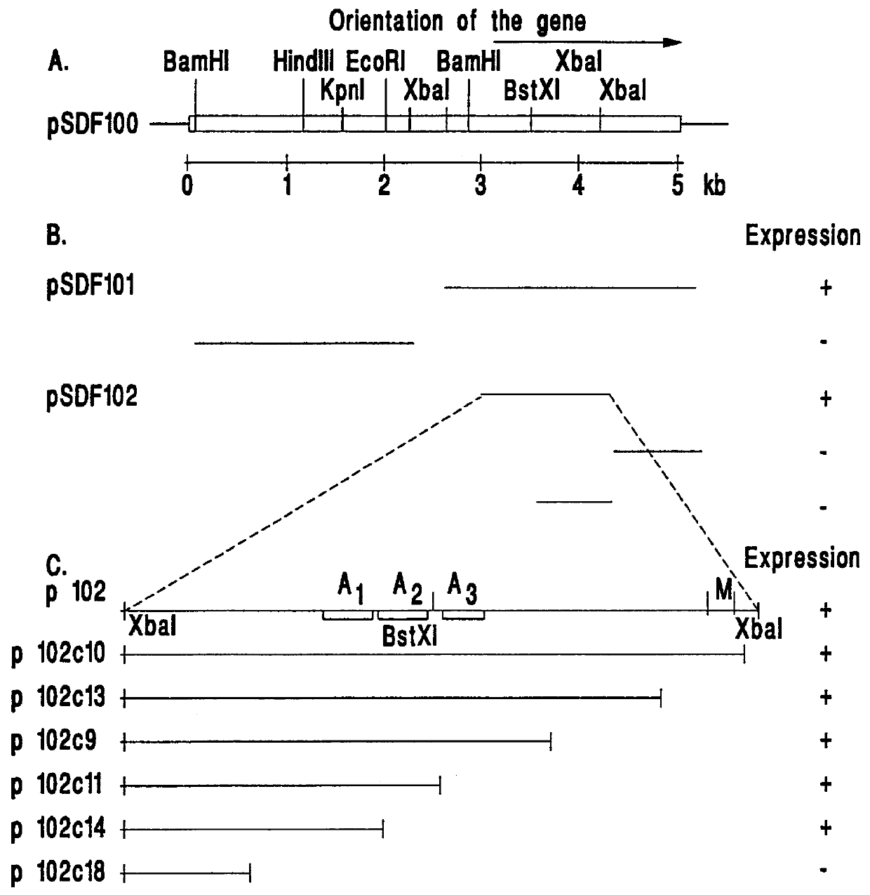 Fibronectin binding protein