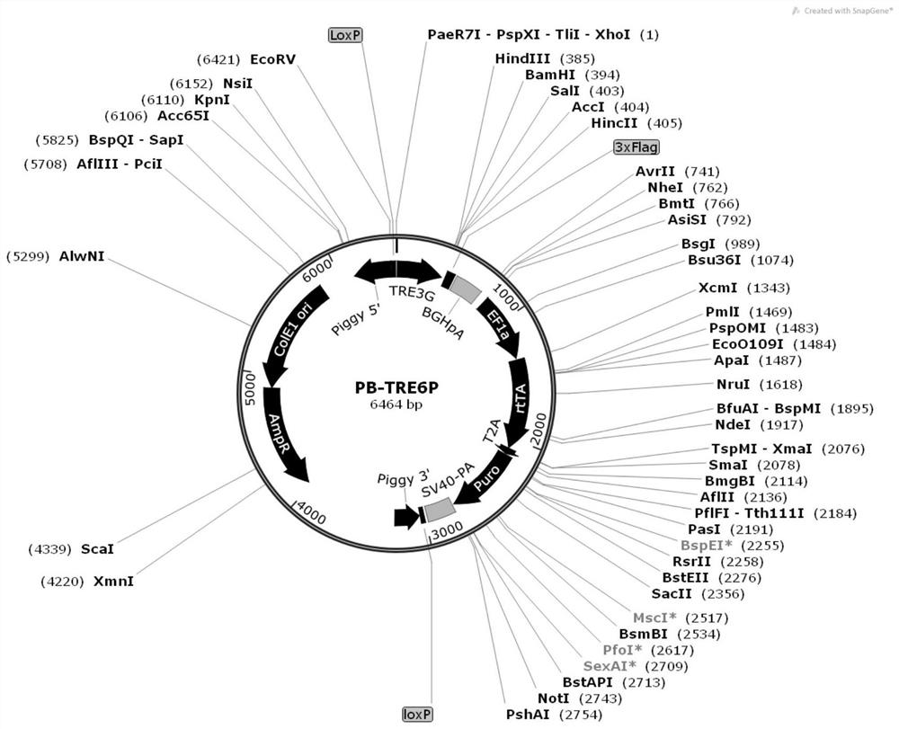 Establishment and application of gene system capable of inducing high-efficiency expression in human pluripotent stem cells