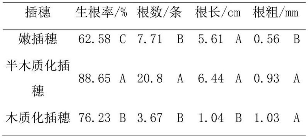 Method for raising seedlings of Guangdong Buddha by cutting