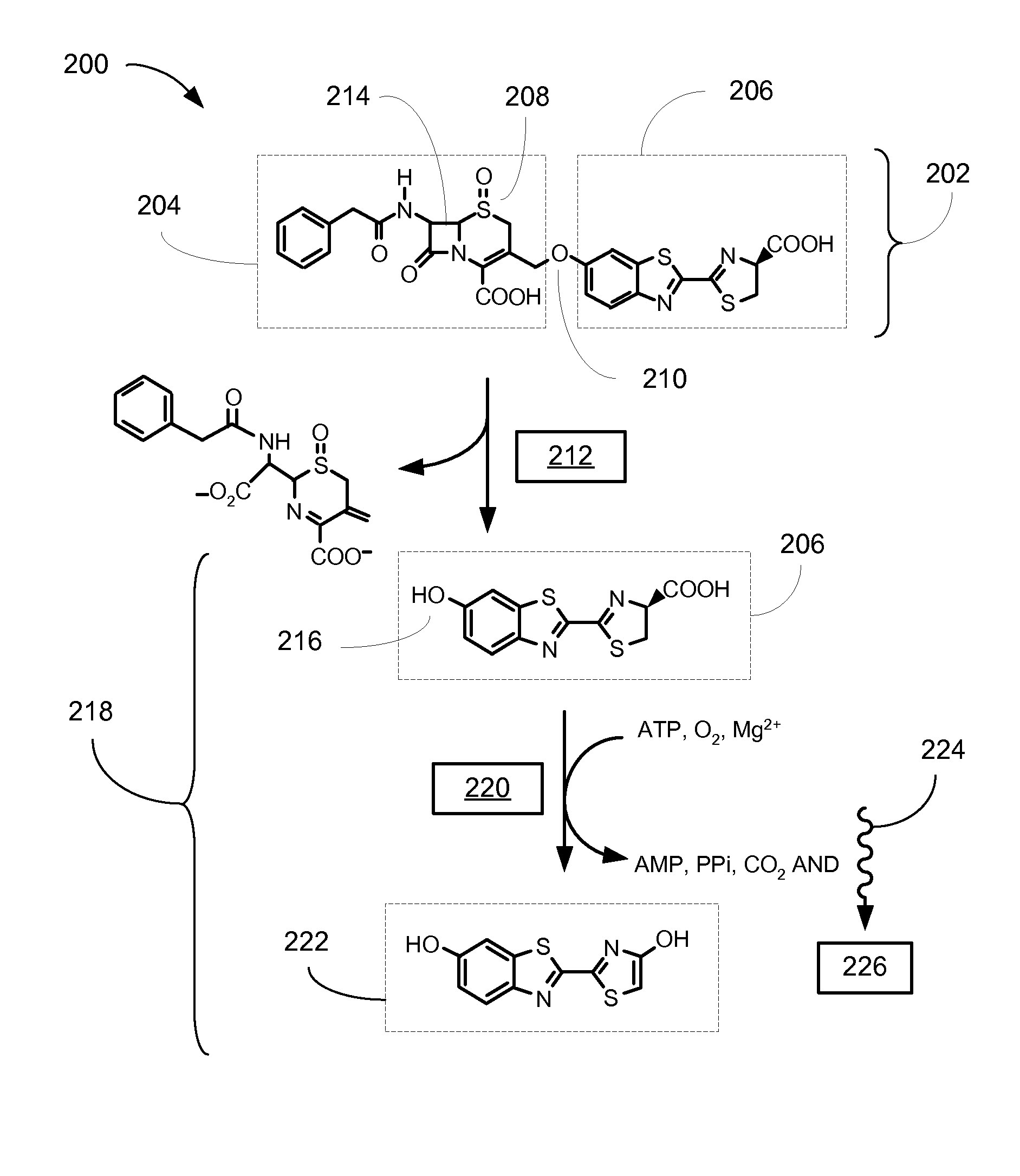 Bioluminogenic assay system for measuring beta-lactamase activity