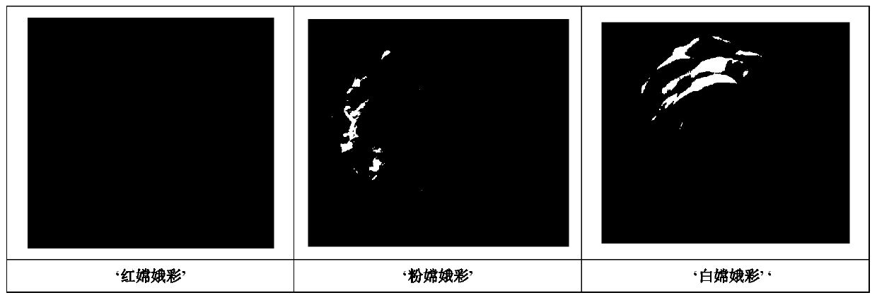 Method for identifying camellia japonica color bud mutation varieties