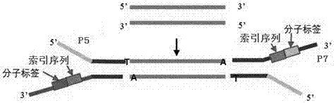 Method of detecting circular tumor DNA in free DNA of peripheral blood, kit and analytic method of sequencing result thereof