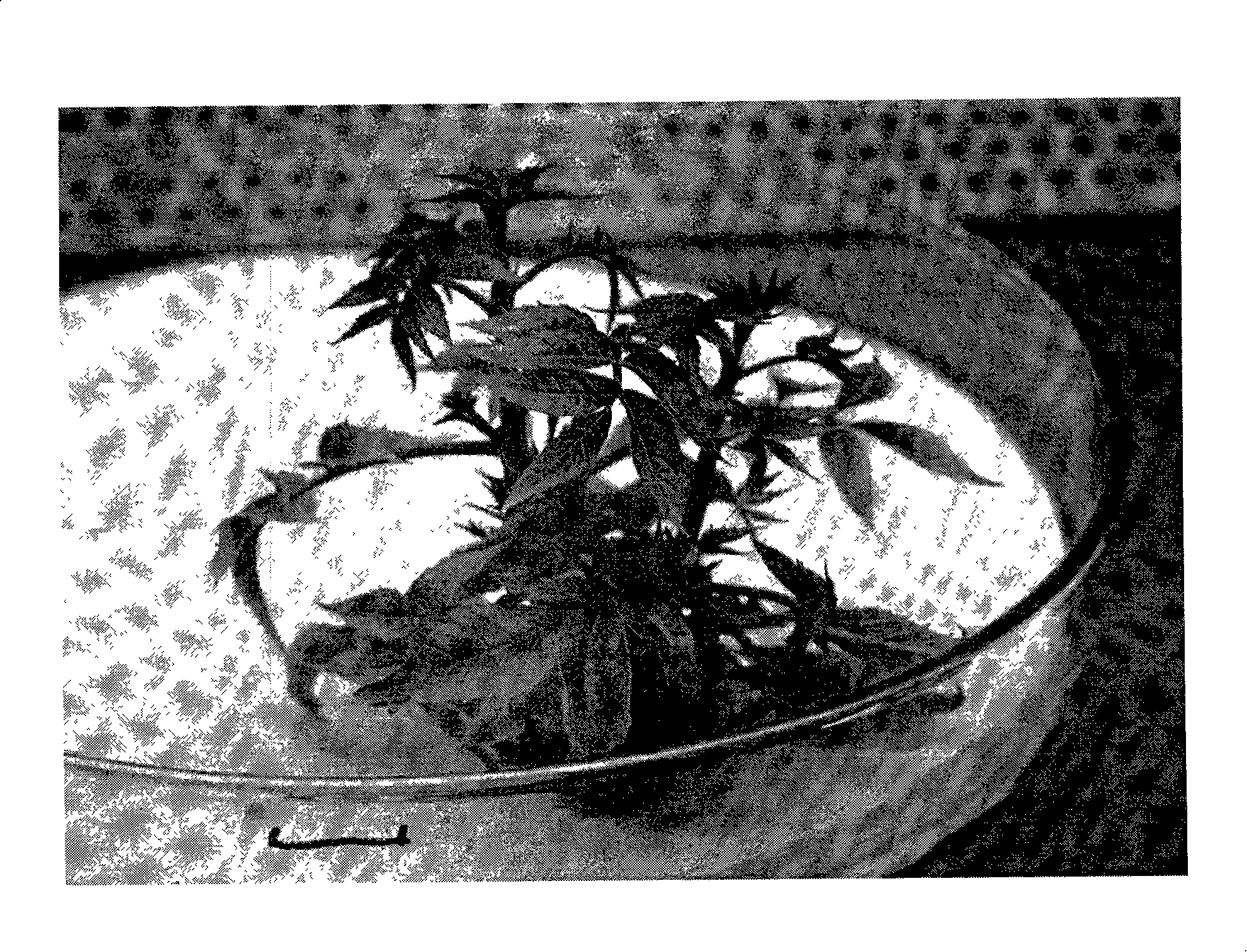 Plant tissue culture method for thinly-skinned walnut