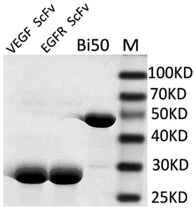 Bifunctional fusion protein targeting vegf and egfr and its application