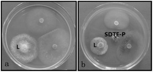 Application of endophytic fungus sdte-p in the control of Panax notoginseng black spot