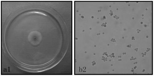 Application of endophytic fungus sdte-p in the control of Panax notoginseng black spot