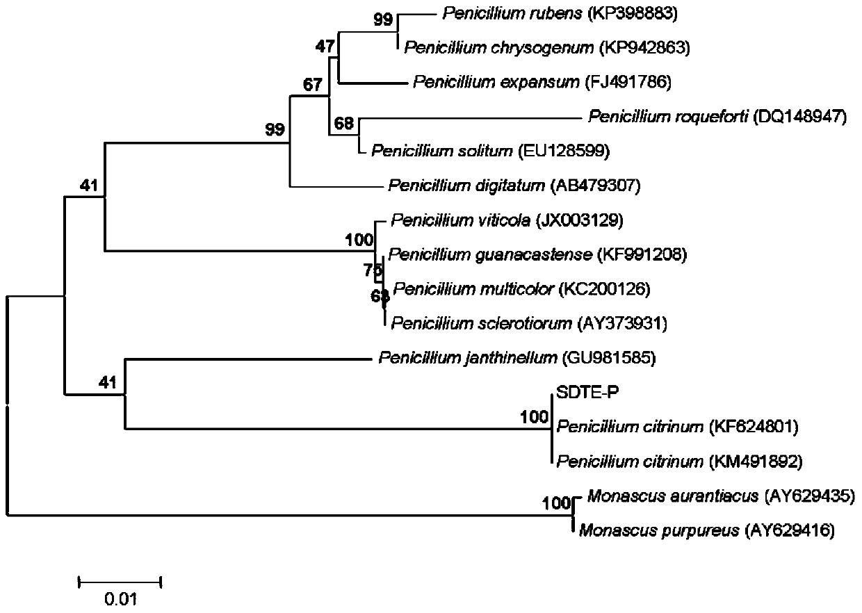 Application of endophytic fungus sdte-p in the control of Panax notoginseng black spot