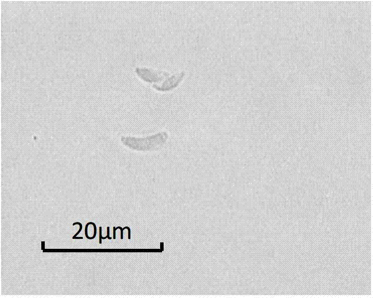 Obtaining and application of oil-producing monoraphidium LB59