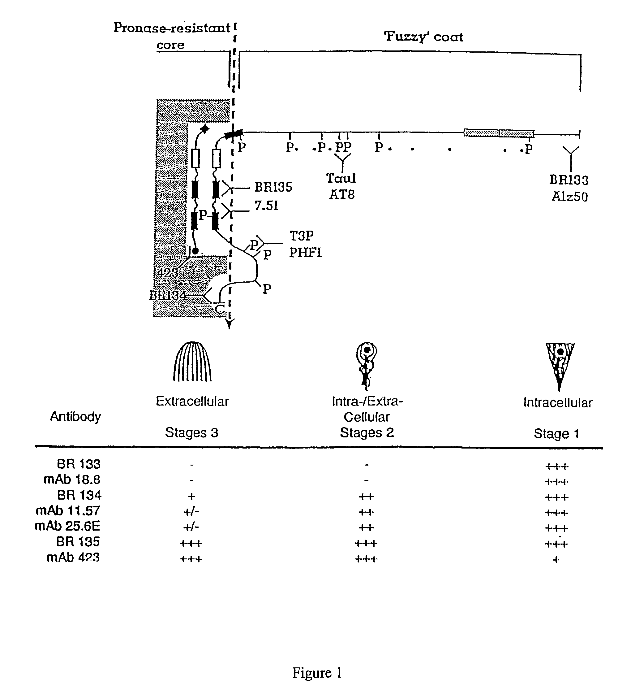 Materials and methods relating to protein aggregation in neurodegenerative disease