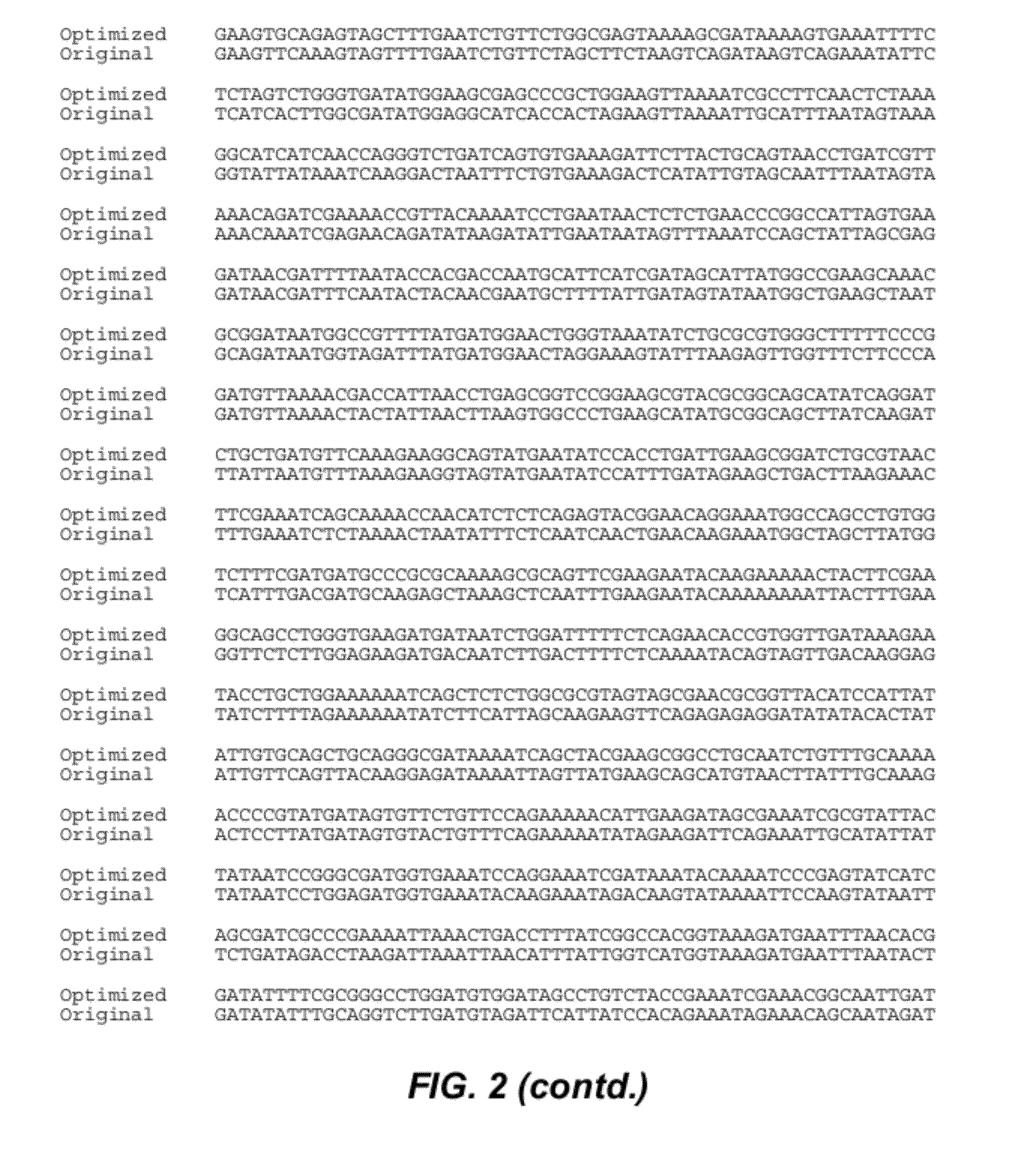 Bacterial cells, optimized nucleotide sequences and methods for improved expression of recombinant Clostridium difficile toxin B