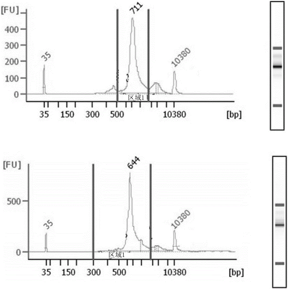 Antibody discovery method based on hybridoma technique and high-throughput sequencing