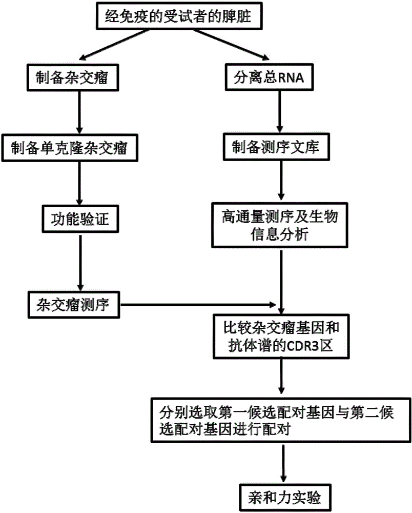 Antibody discovery method based on hybridoma technique and high-throughput sequencing