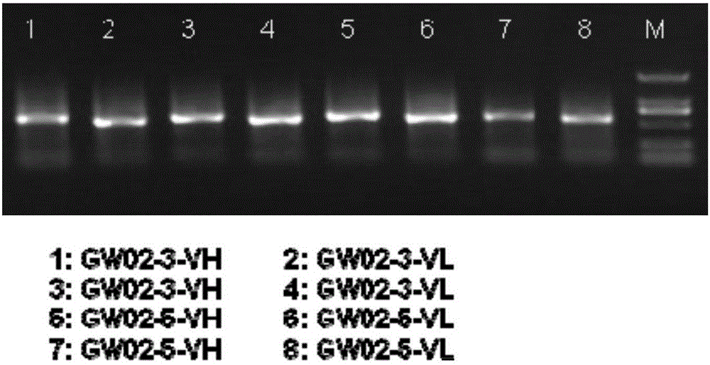 Antibody discovery method based on hybridoma technique and high-throughput sequencing