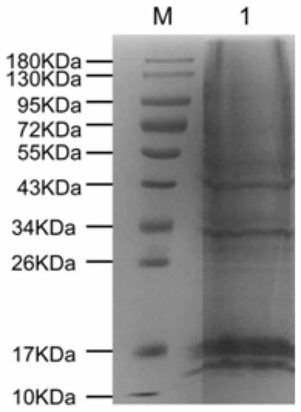 Receptor protein interacting with mycoplasma genitalium mgpa, isolation method and use thereof