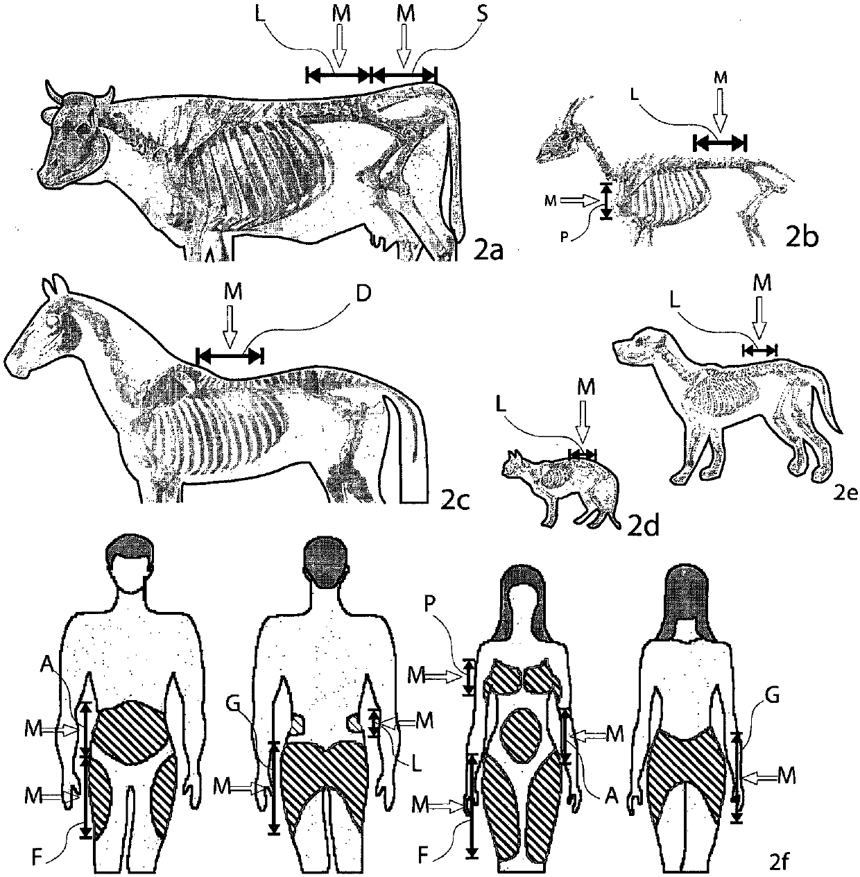 Improved method and relevant apparatus for determination of body condition score, body weight and state of fertility