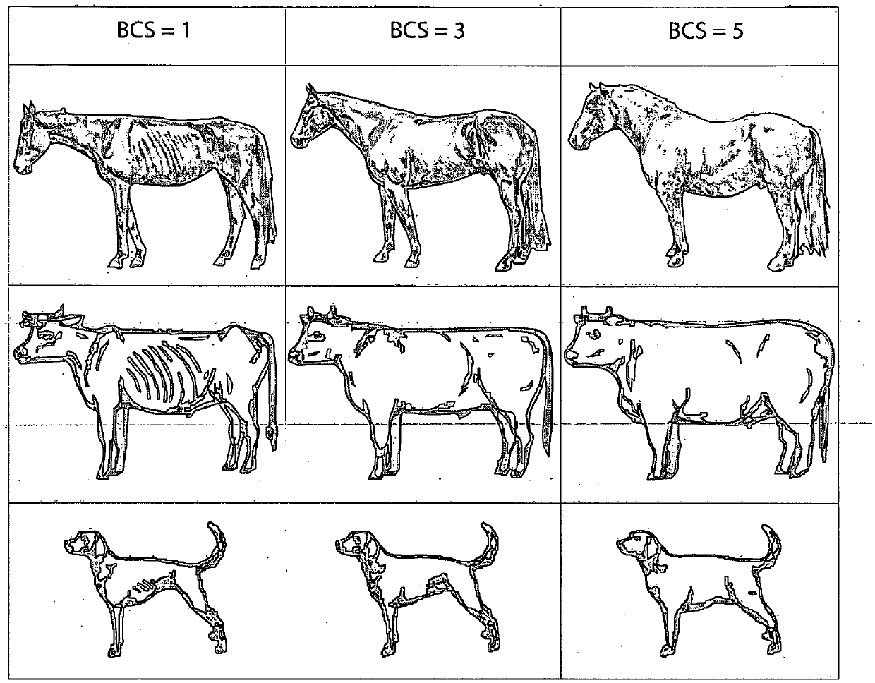 Improved method and relevant apparatus for determination of body condition score, body weight and state of fertility