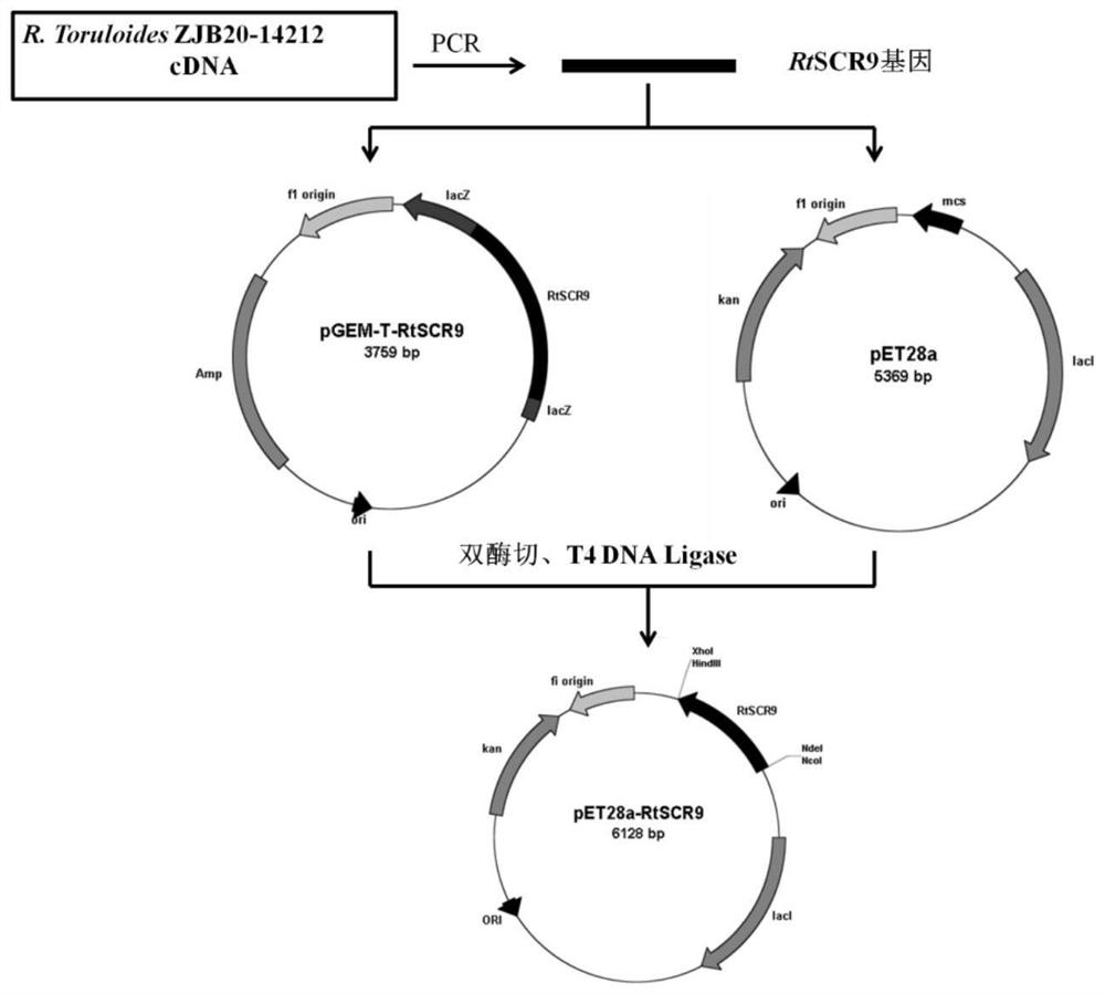 Recombinant carbonyl reductase mutant, gene, vector, engineering bacteria and application thereof