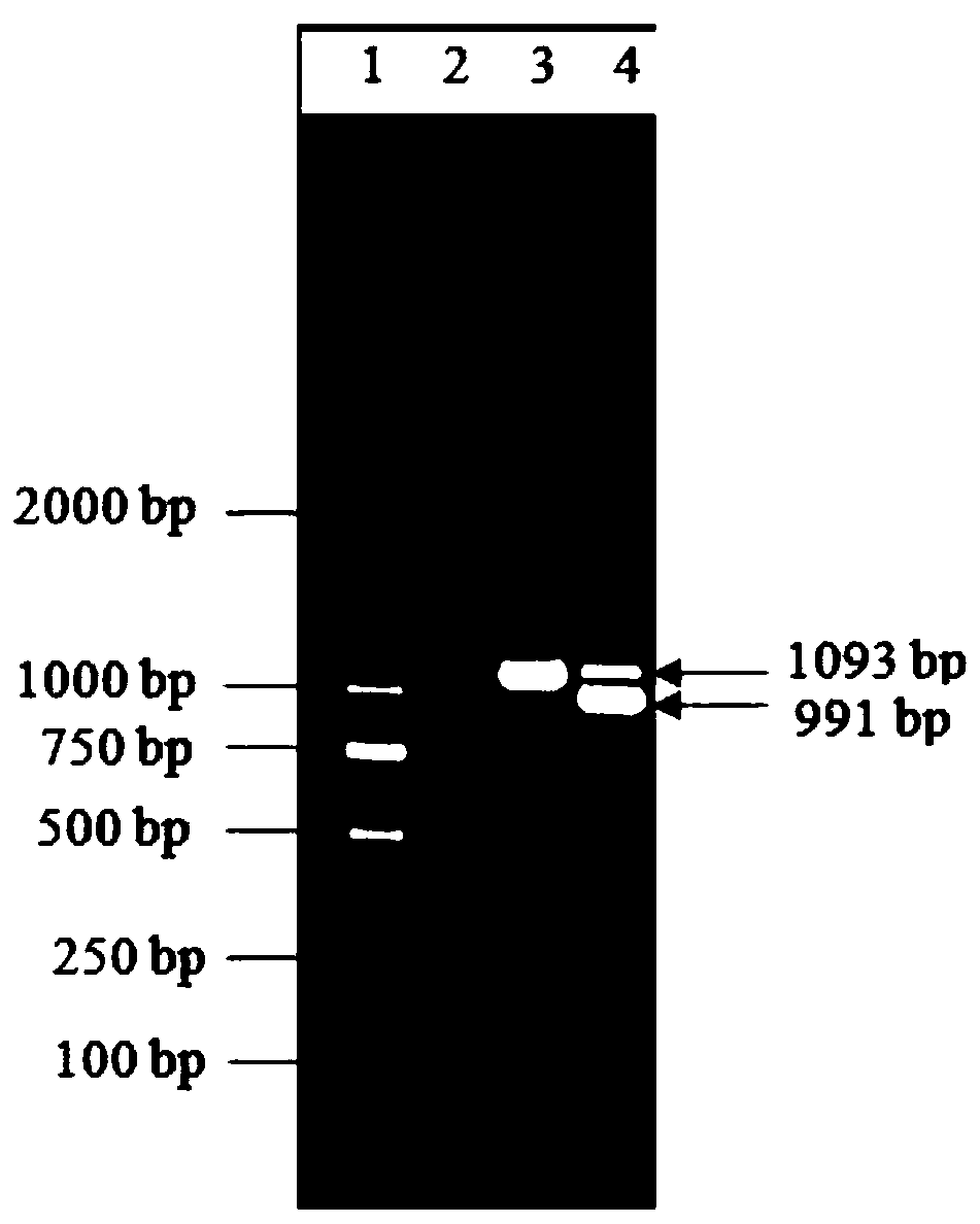 PCR primer group for detecting pepper mild mottle virus, test kit and application thereof