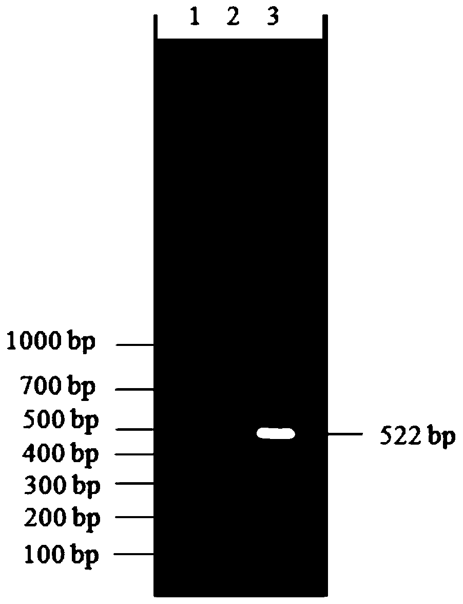 PCR primer group for detecting pepper mild mottle virus, test kit and application thereof