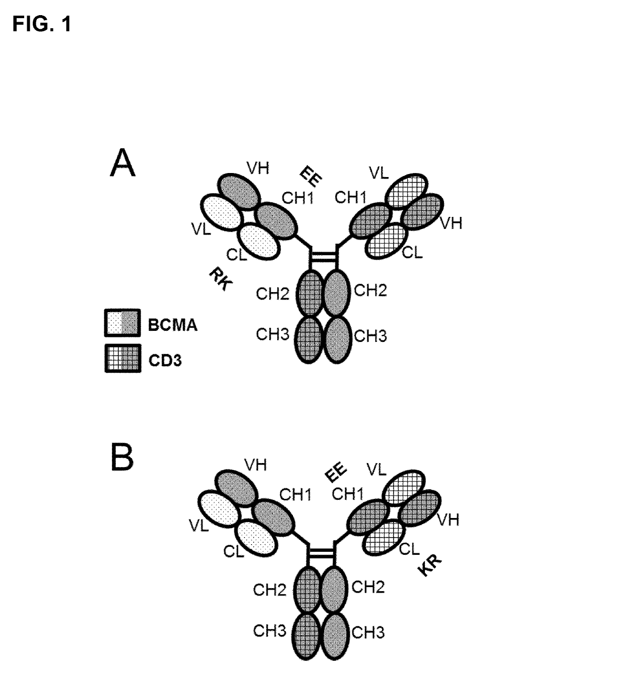 Bispecific antibodies against CD3ϵ and BCMA