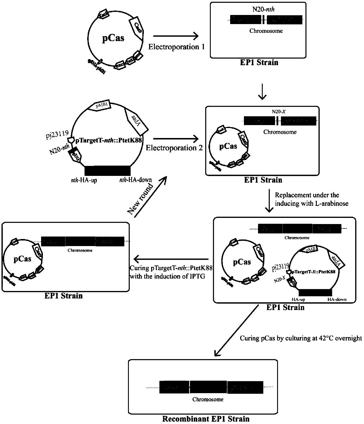 Integrated double copy functional F4 pili operon gene porcine probiotic EP1 clone strain, construction method and application