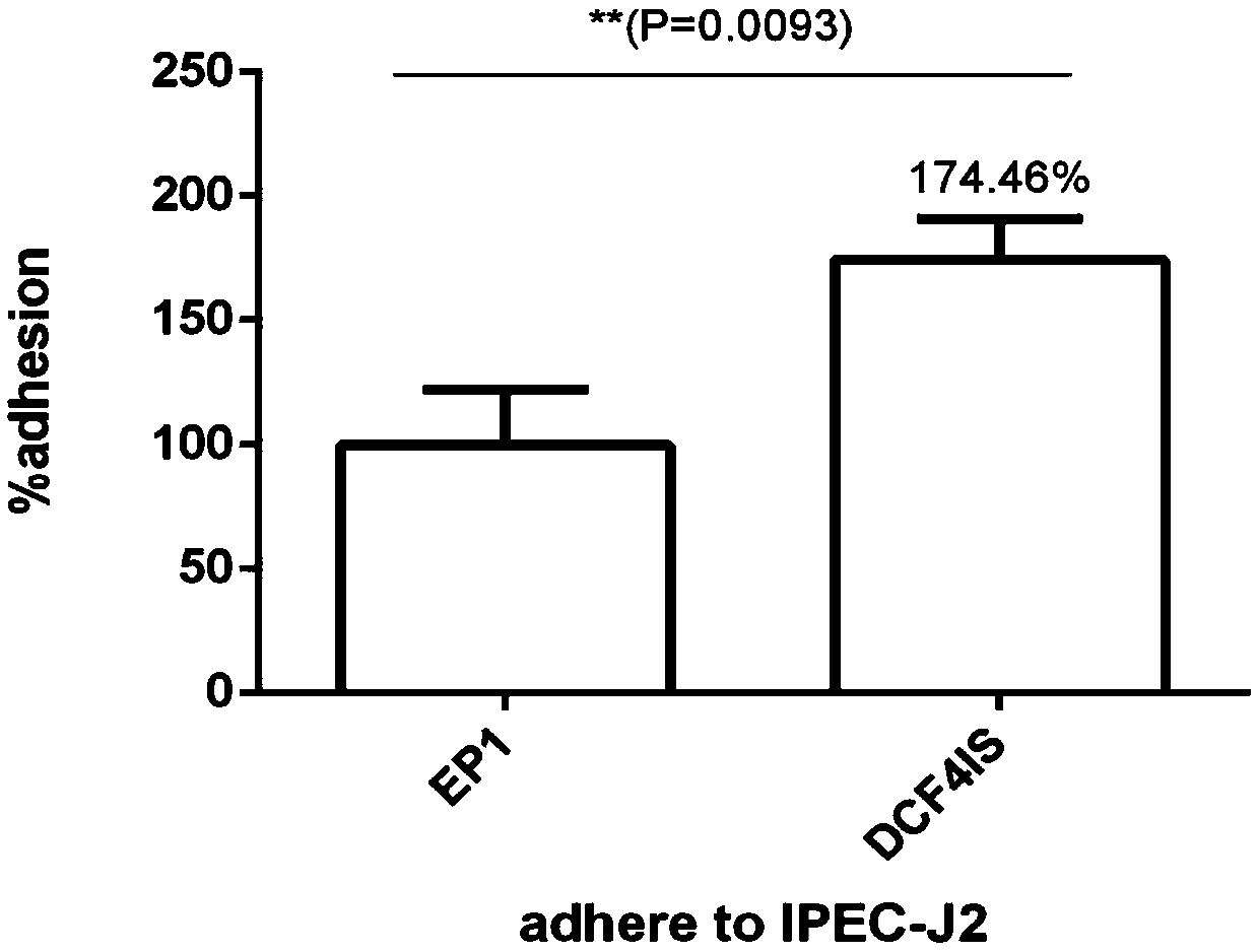 Integrated double copy functional F4 pili operon gene porcine probiotic EP1 clone strain, construction method and application