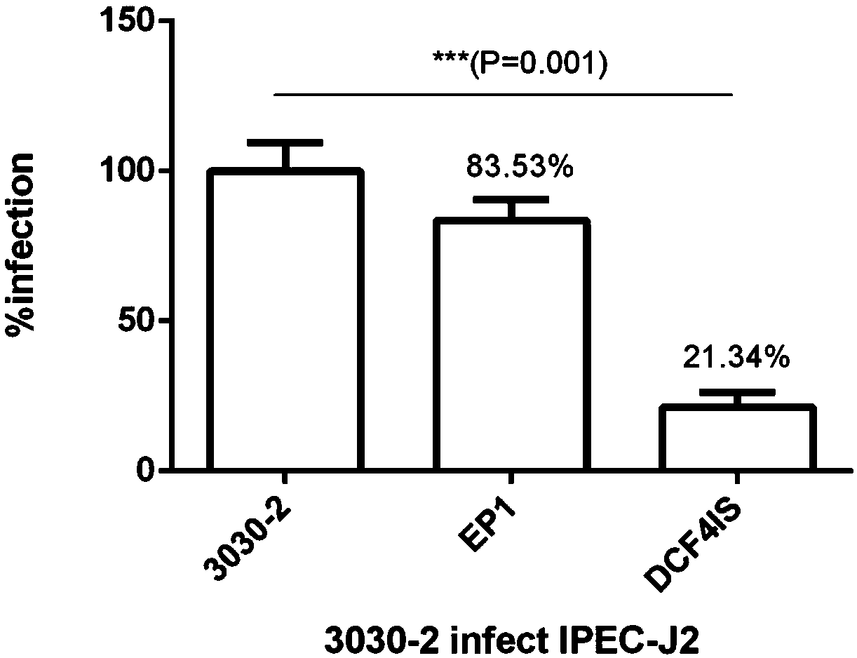 Integrated double copy functional F4 pili operon gene porcine probiotic EP1 clone strain, construction method and application