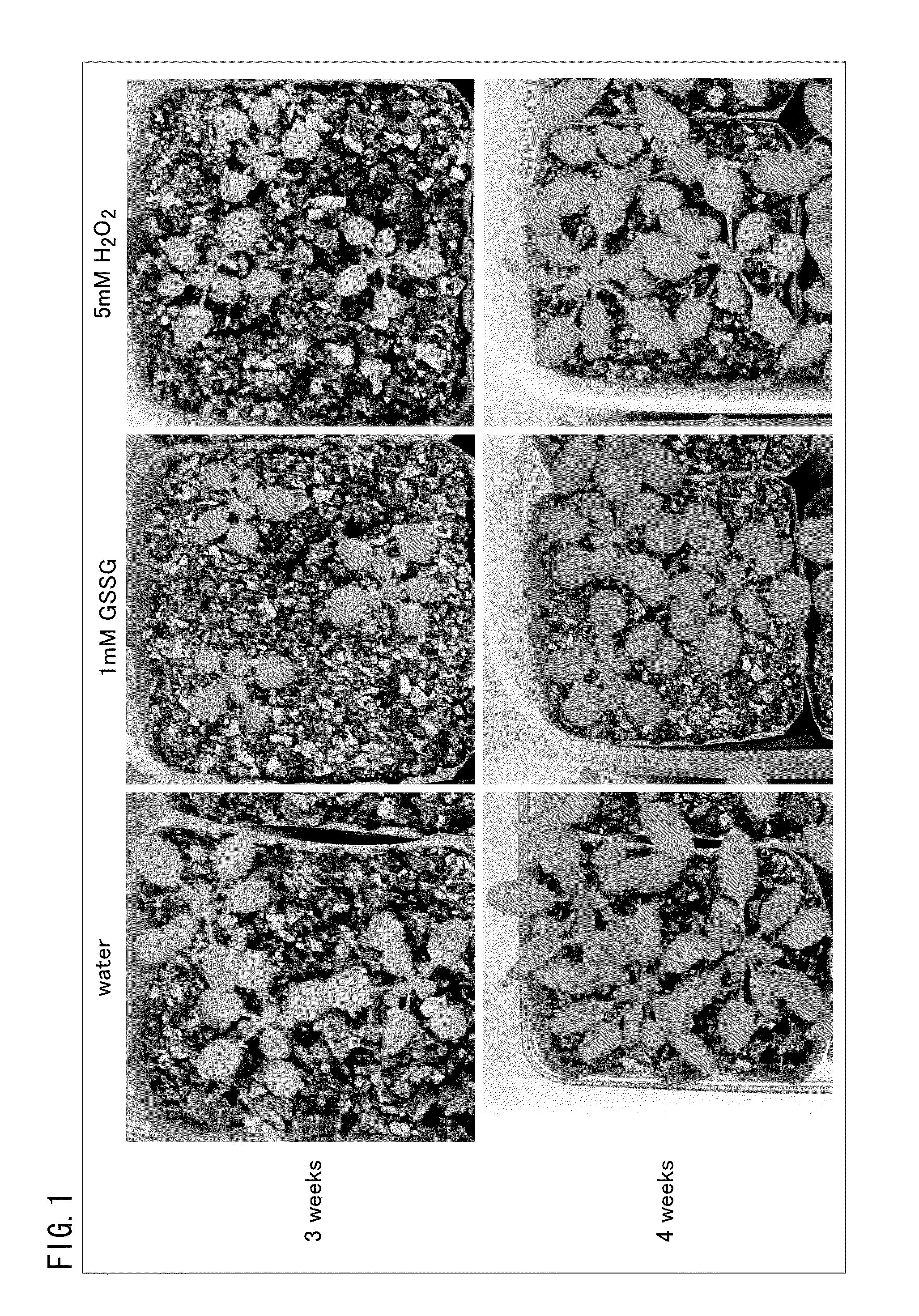 Plant Growth Regulator and use Thereof