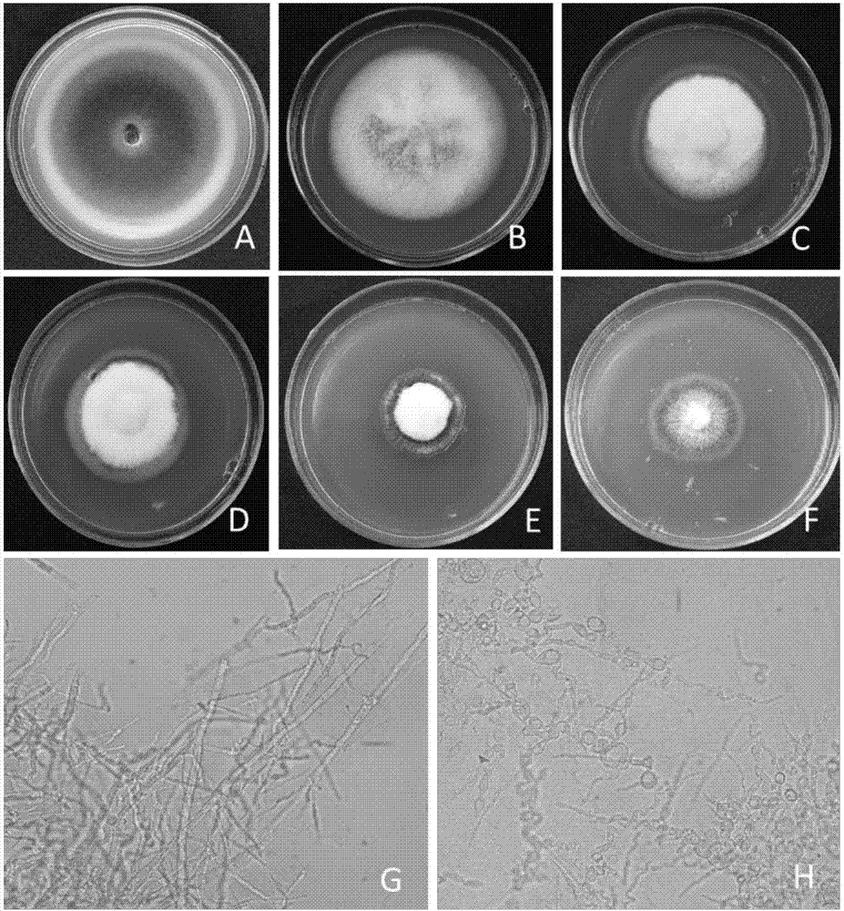 Biocontrol bacillus subtilis BJ-1 and application thereof