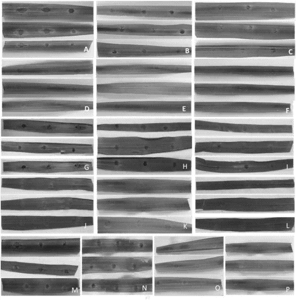 Biocontrol bacillus subtilis BJ-1 and application thereof