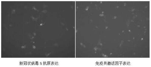 Bimolecular DNA vaccine of virus antigen-immune coactivator