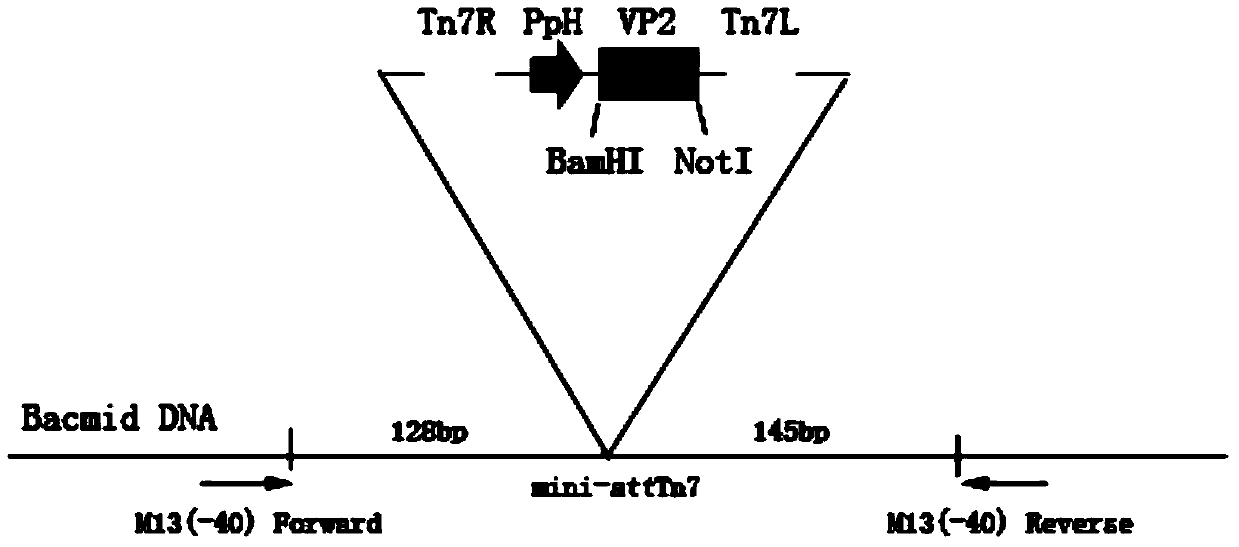 Canine parvovirus-like particles and preparation method and application thereof