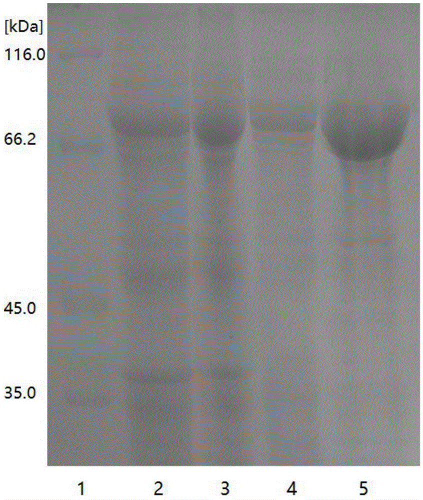 Enzymic method for simultaneously preparing glutathione and adenylate