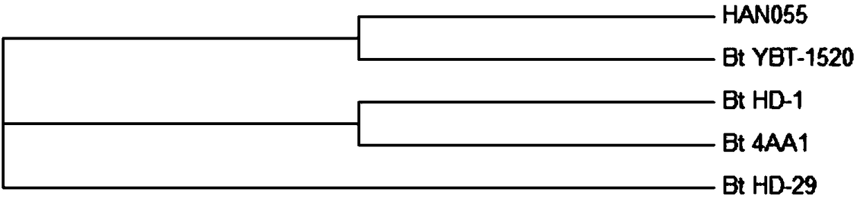 Bacillus thuringiensis for controlling heterodera glycines and meloidogyne incognita as well as preparation and applications