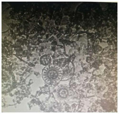 Specific structure diatomite-emamectin benzoate composition