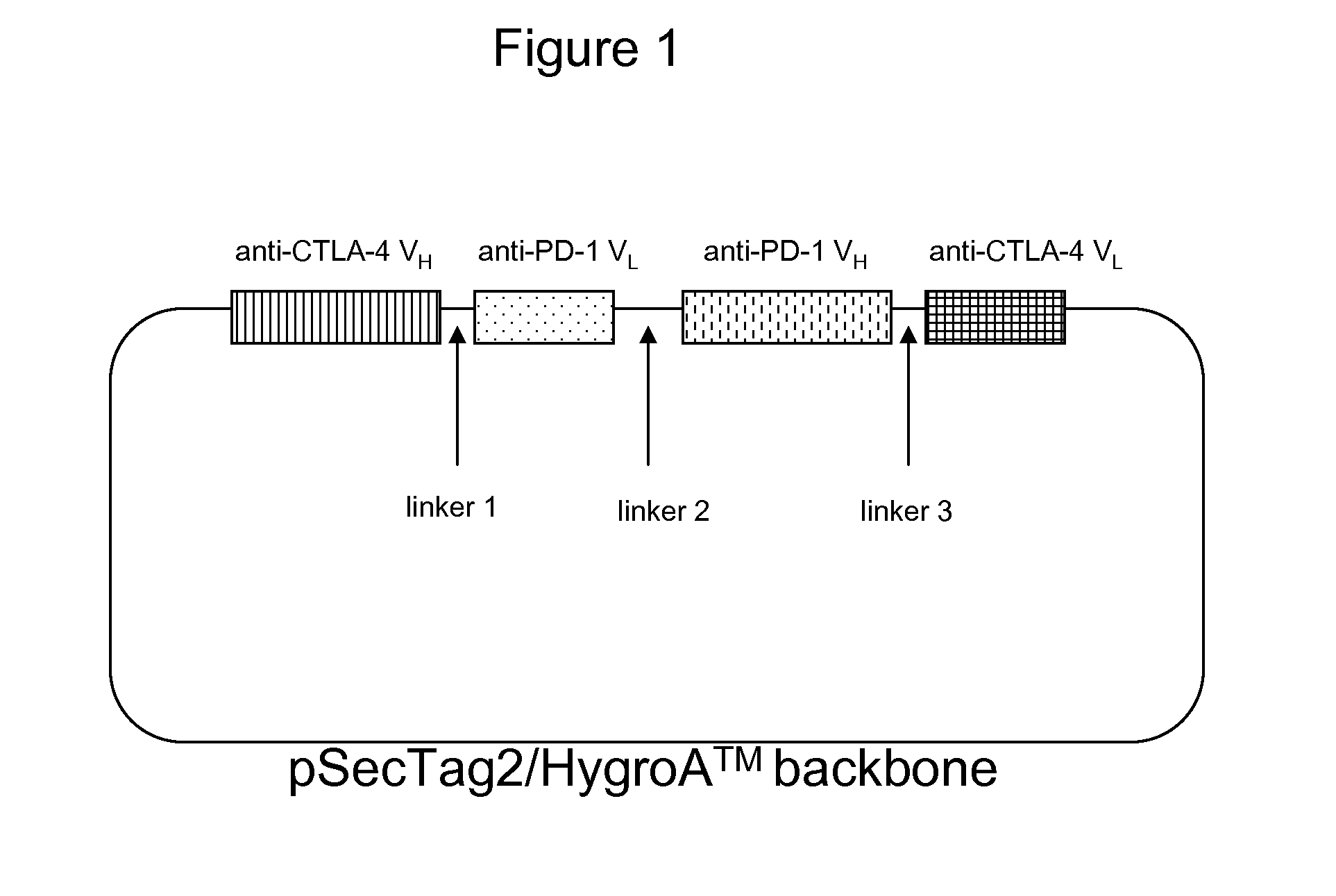 Bispecific antibodies