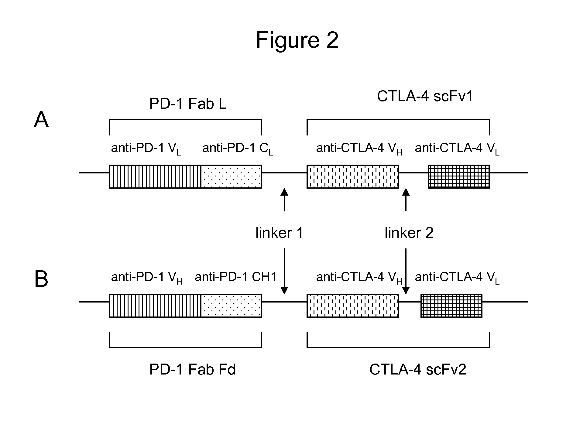 Bispecific antibodies