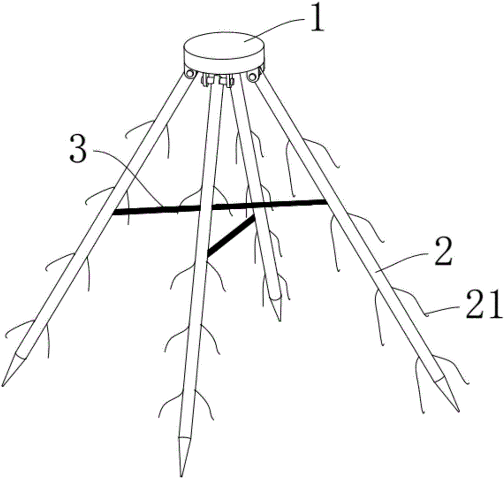 Tomato bracket