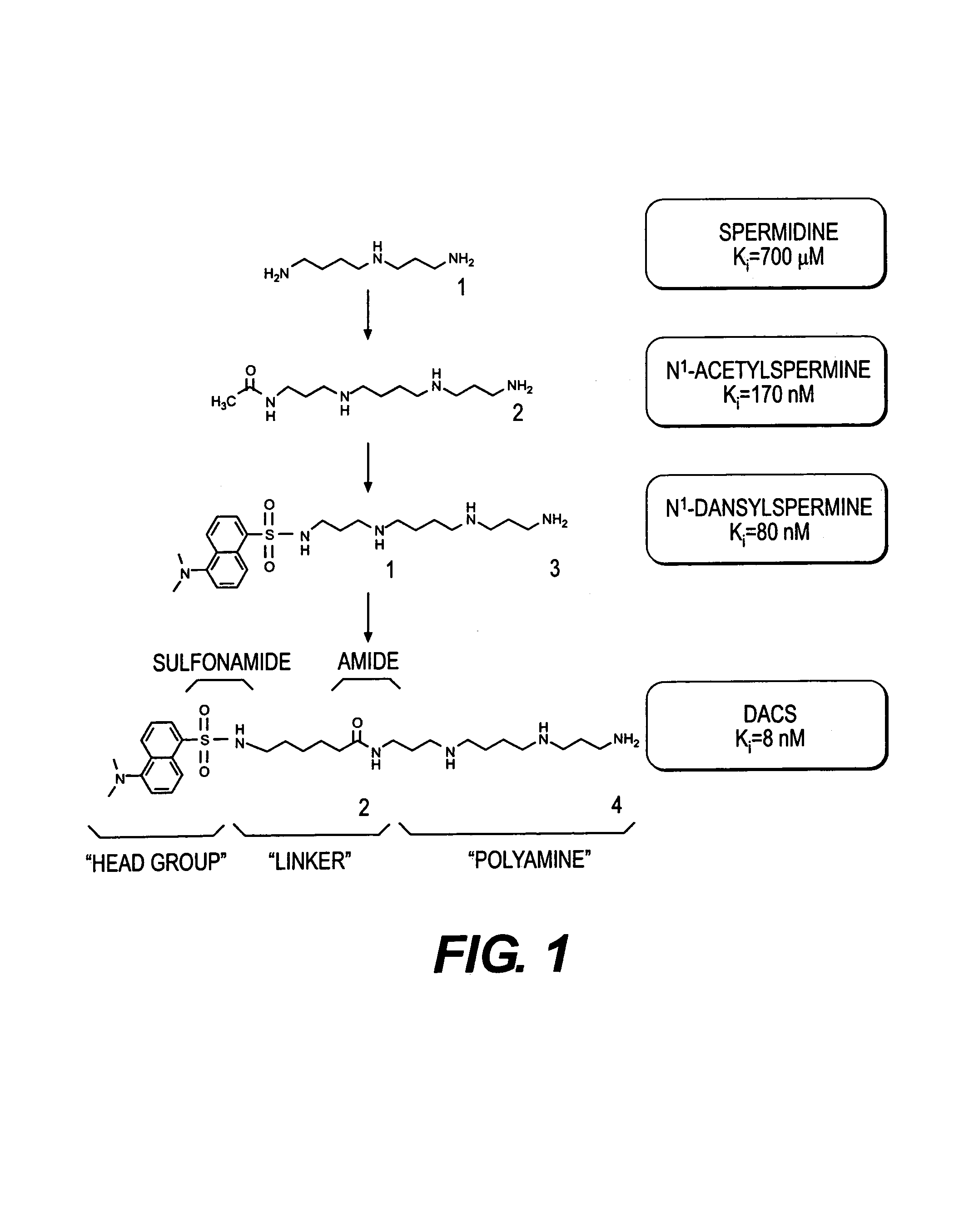 Polyamine analogues as therapeutic and diagnostic agents