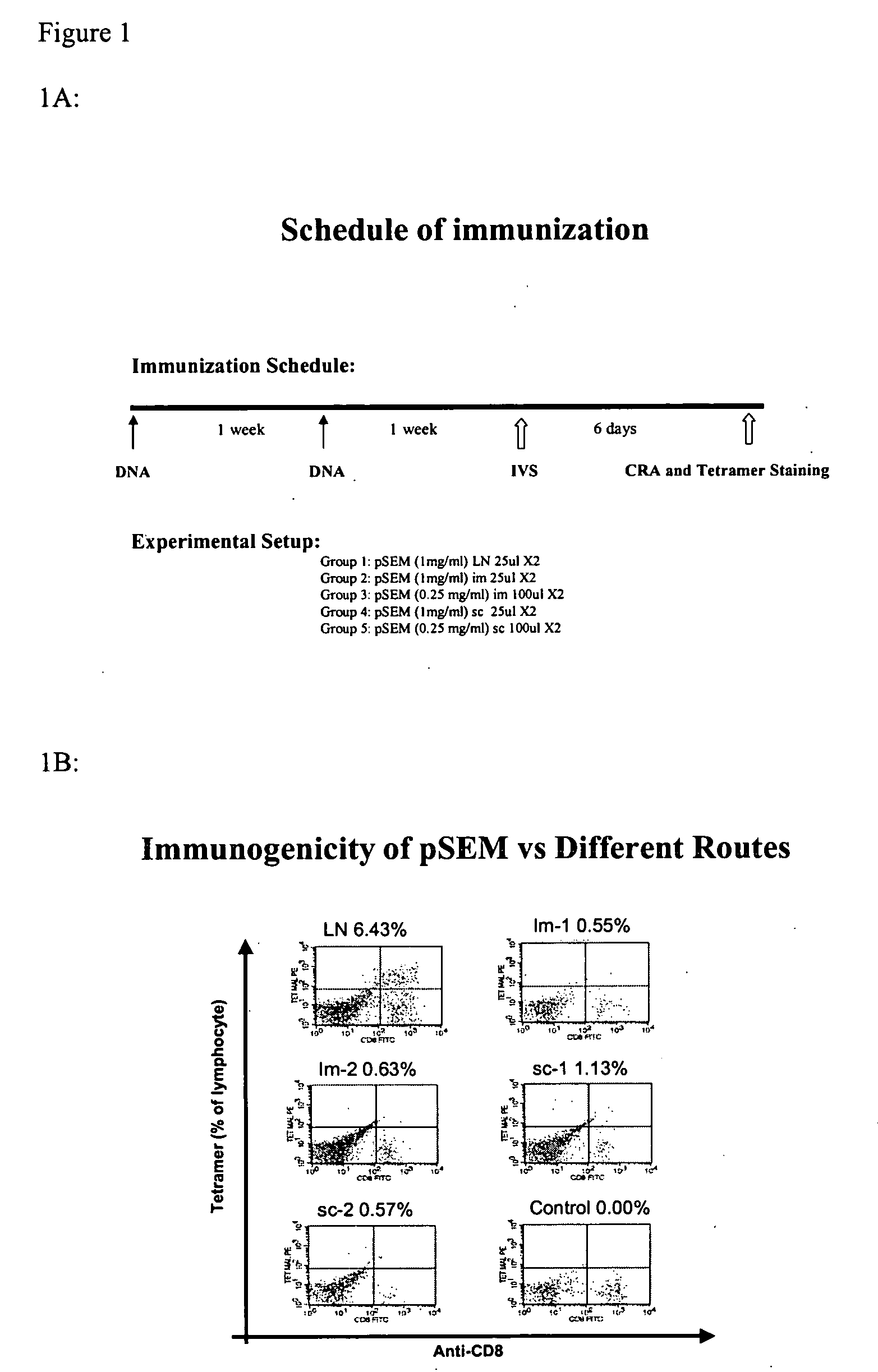 Methods of elicit, enhance and sustain immune responses against MHC class I-restricted epitopes, for prophylactic or therapeutic purposes