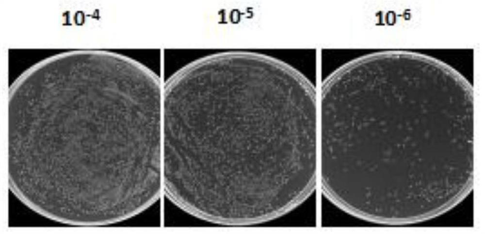 Anti-TIGIT nanobody and application thereof