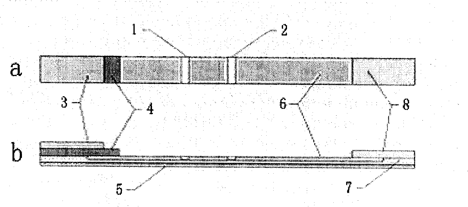 Immunochromatographic test paper for detecting Yersinia pestis infection and preparing process thereof