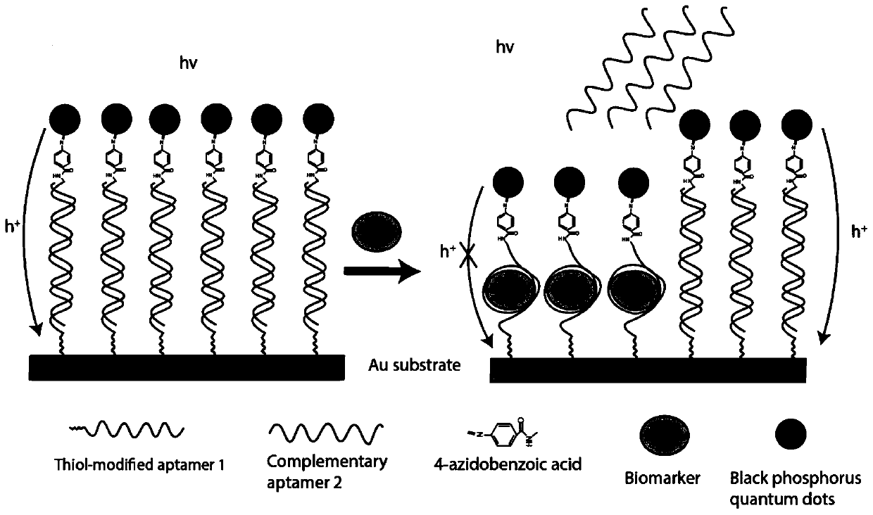 Two-dimensional black phosphorus photoelectrochemical electrode based on DNA modification, preparation method and application