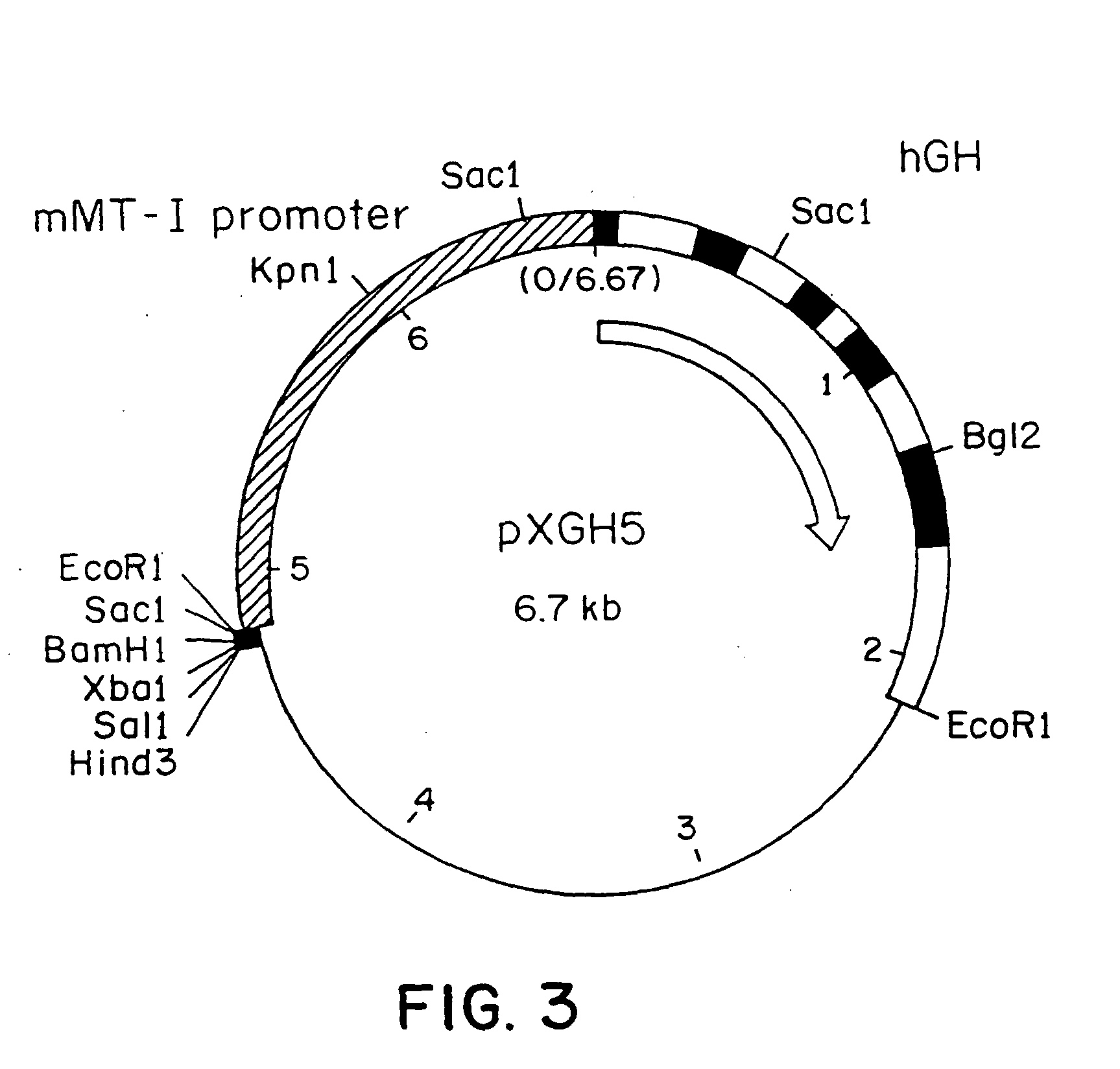 DNA construct for effecting homologous recombination and uses thereof