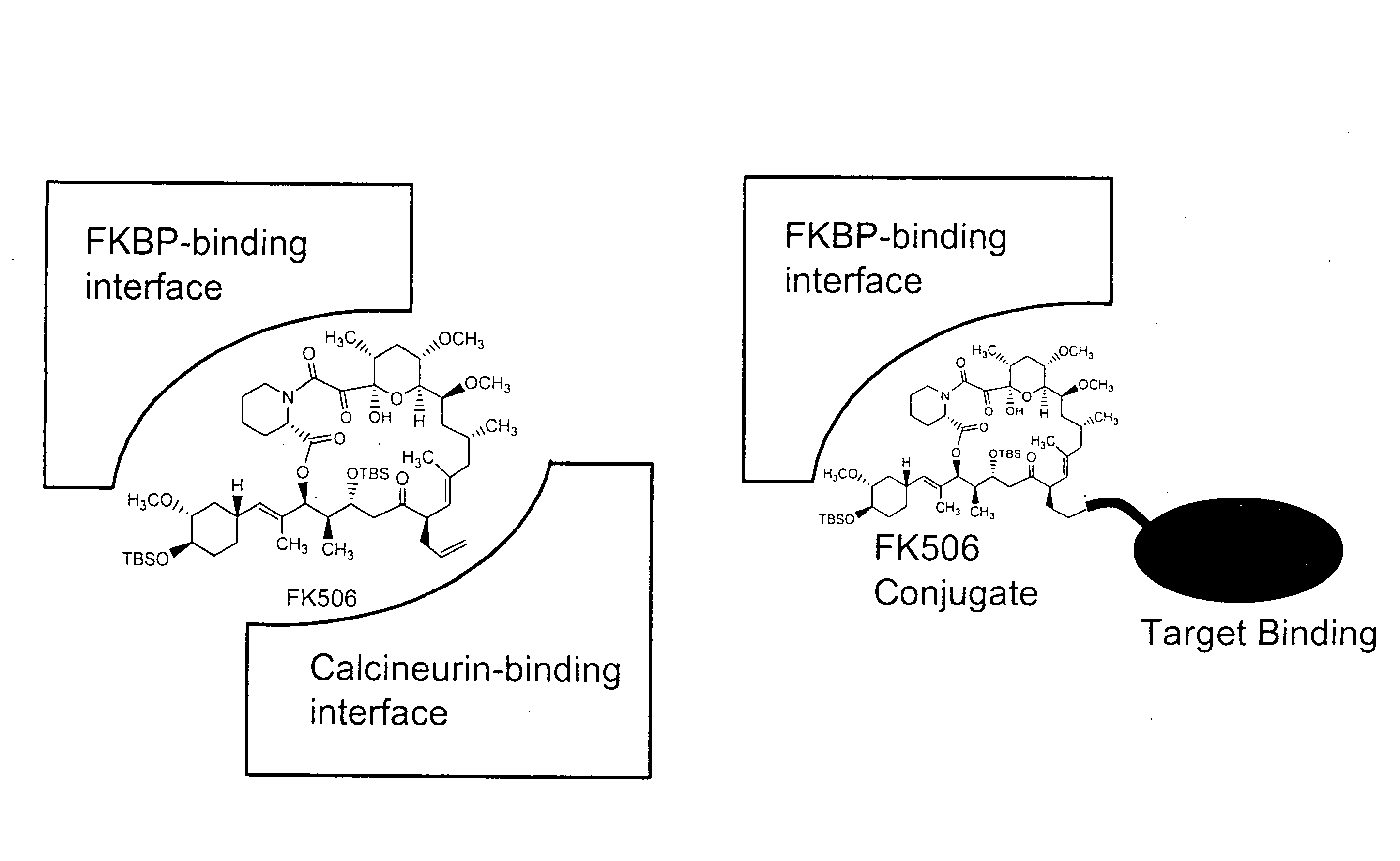 Pharmacokinetics of protease inhibitors and other drugs