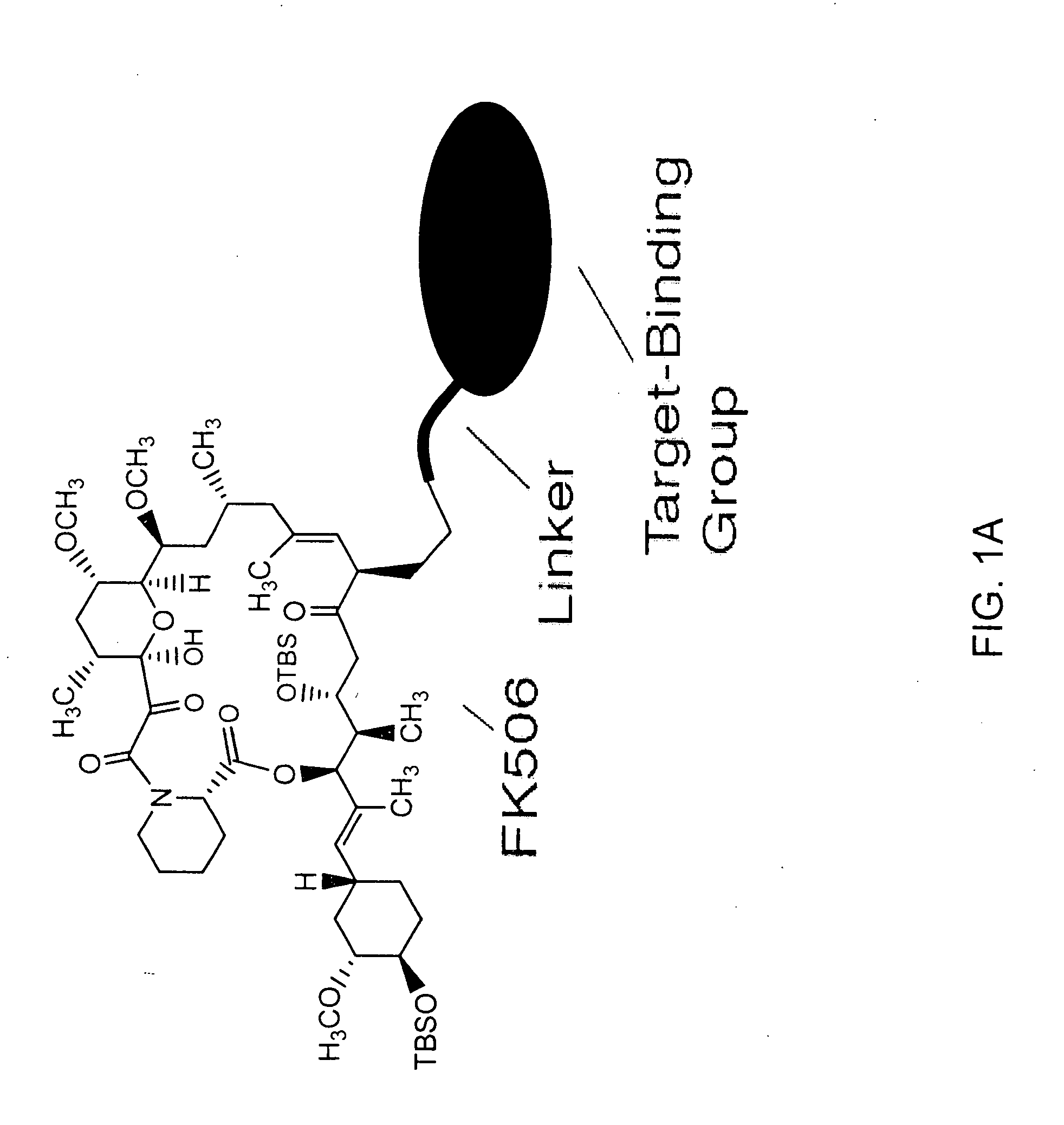 Pharmacokinetics of protease inhibitors and other drugs