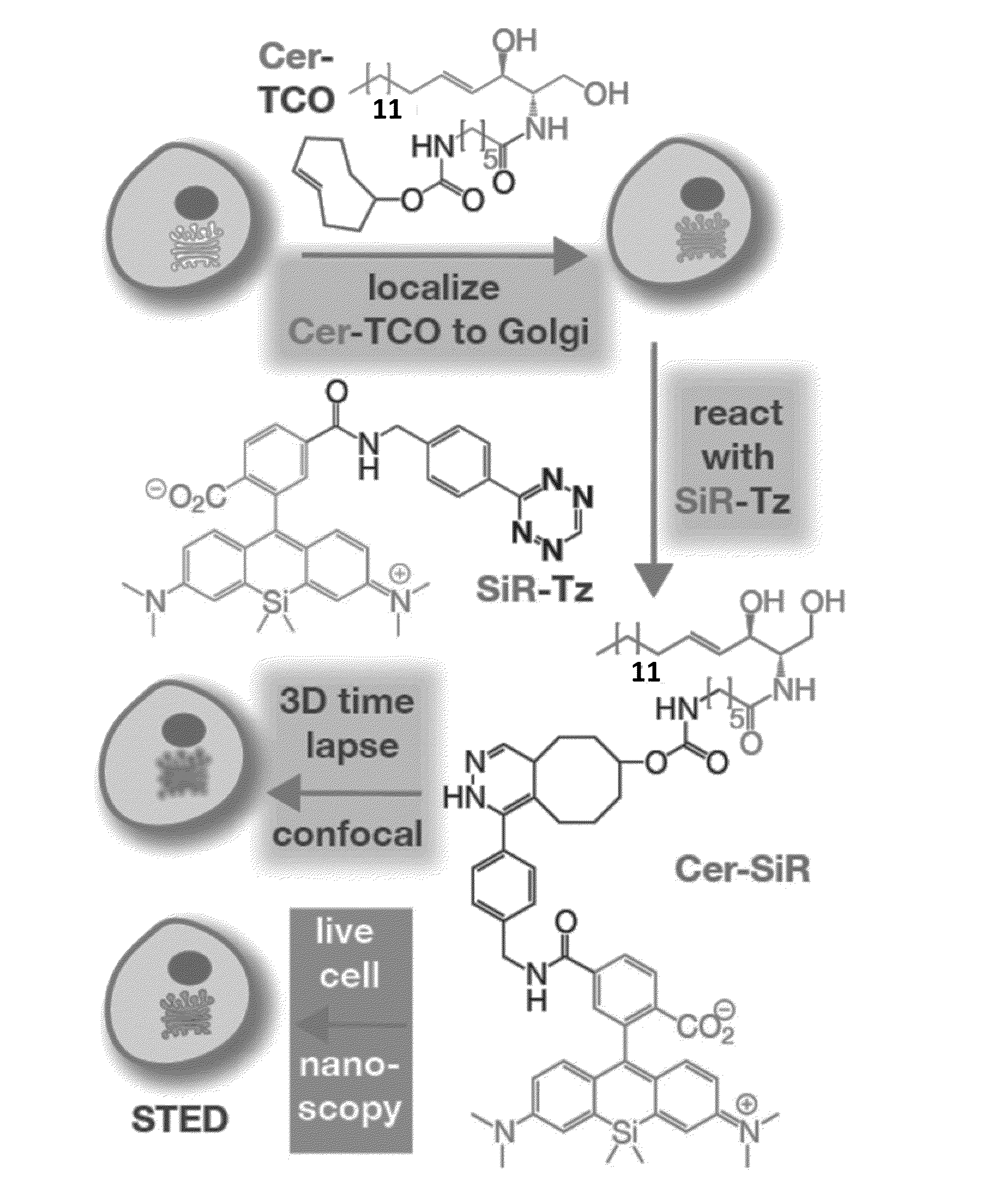 Novel Super-Resolution Imaging Compositions and Methods Using Same