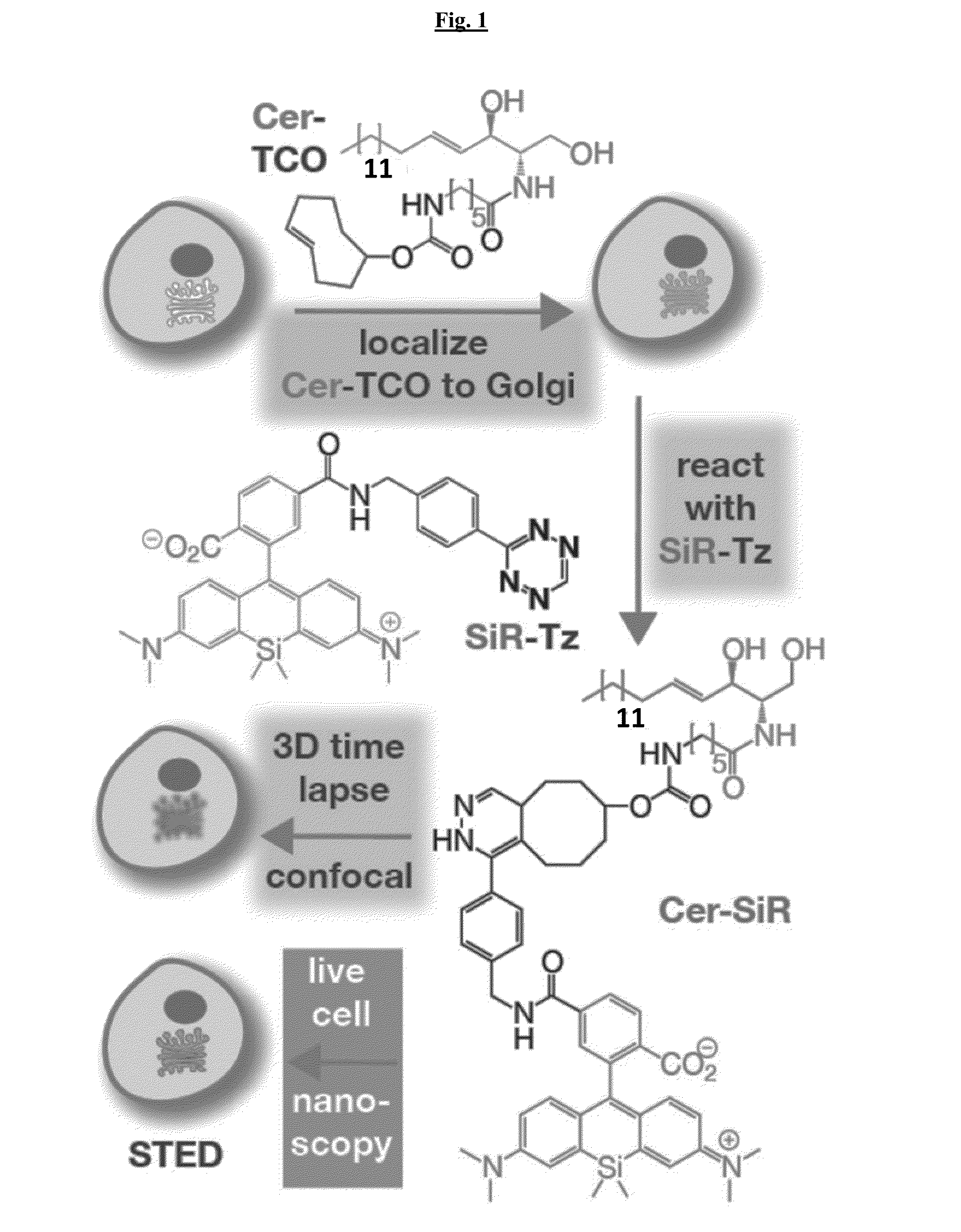 Novel Super-Resolution Imaging Compositions and Methods Using Same