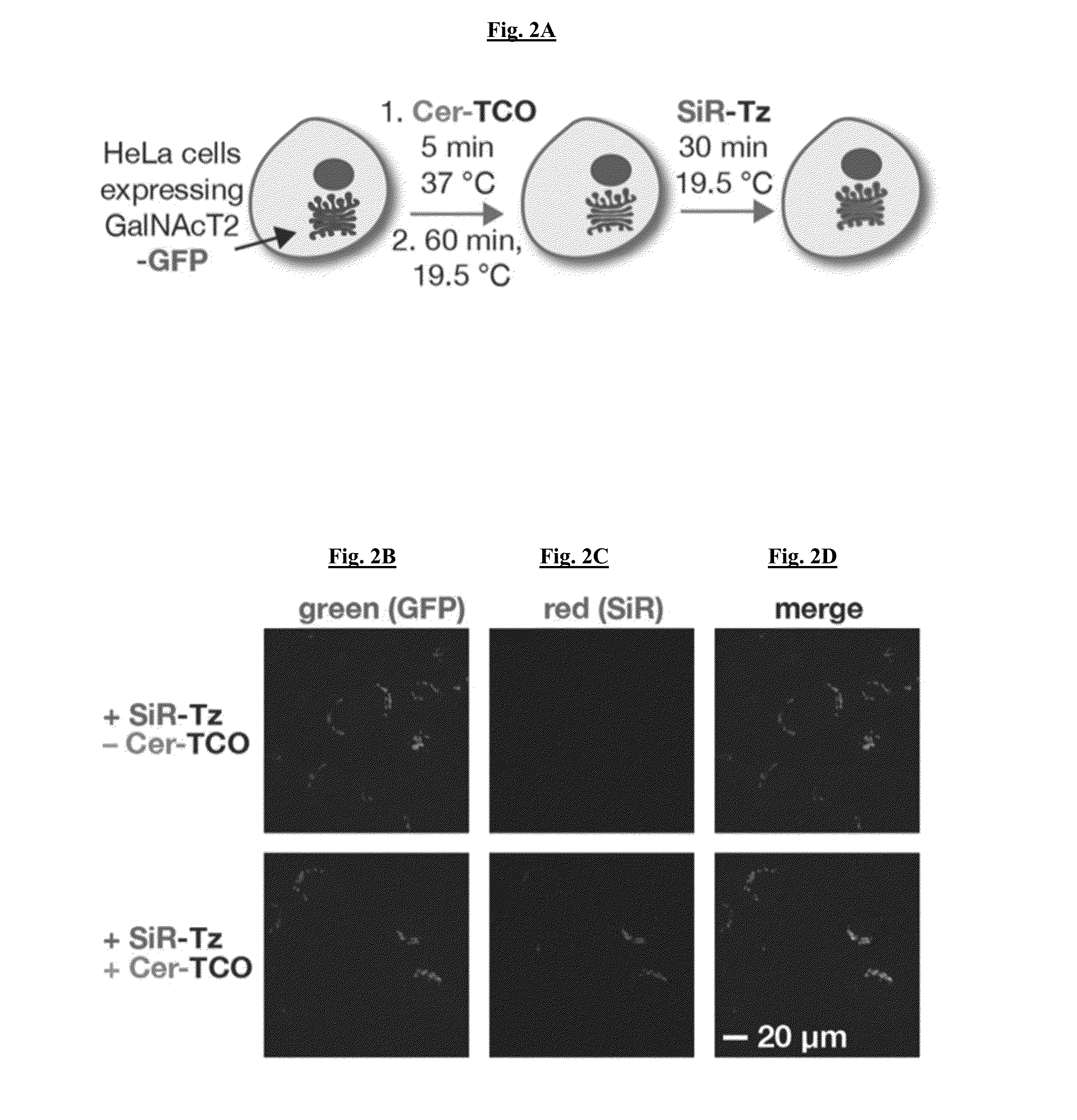 Novel Super-Resolution Imaging Compositions and Methods Using Same